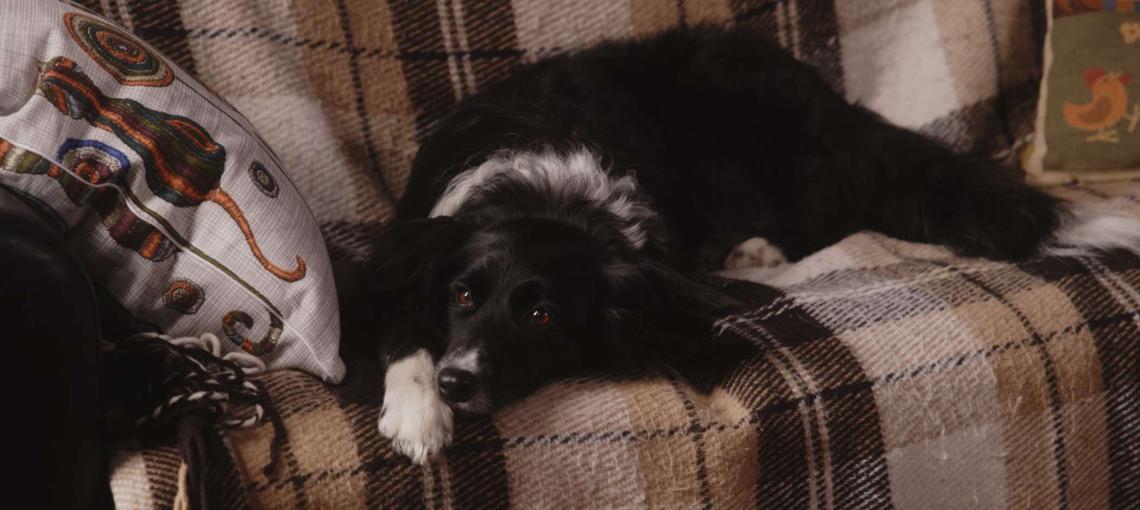 Двое в одной жизни, не считая собаки