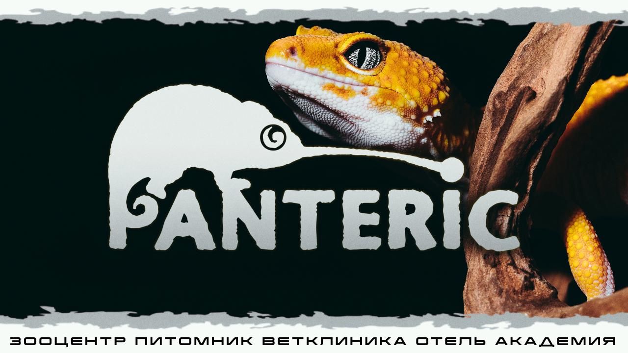 Гекконы. Эублефар и Бананоед. Знакомство с рептилией.