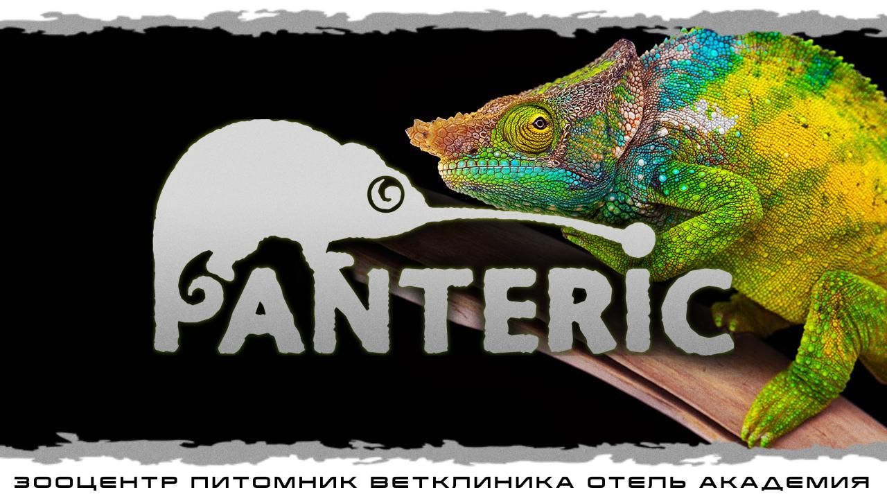 Хамелеоны. Знакомство с рептилией.