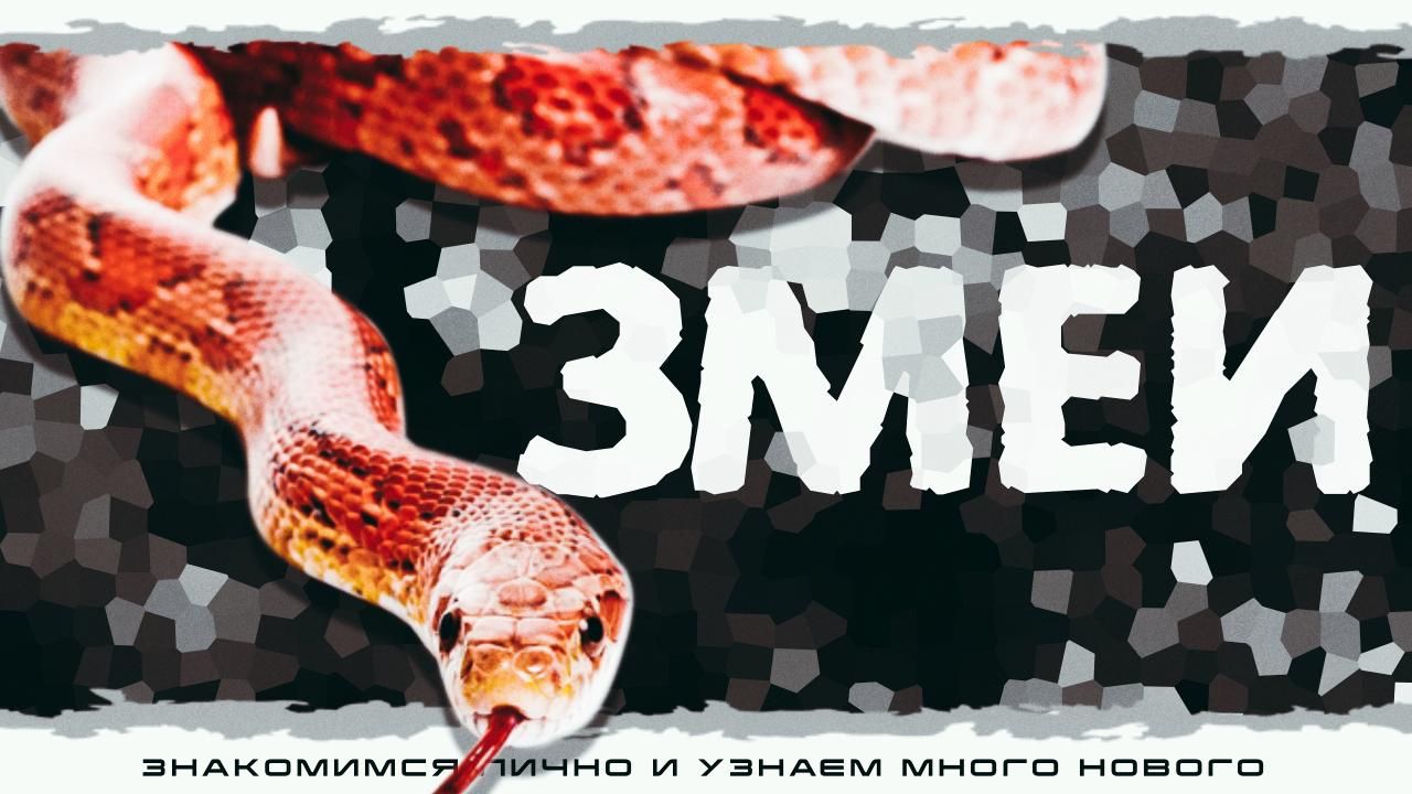 "Змеи" Интерактивное знакомство с Экзотическими животными