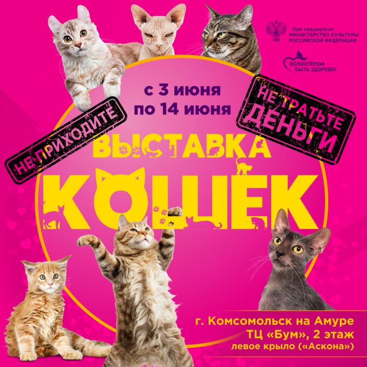 Выставка Кошек