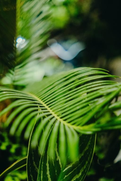 BOTANICAL EXPO