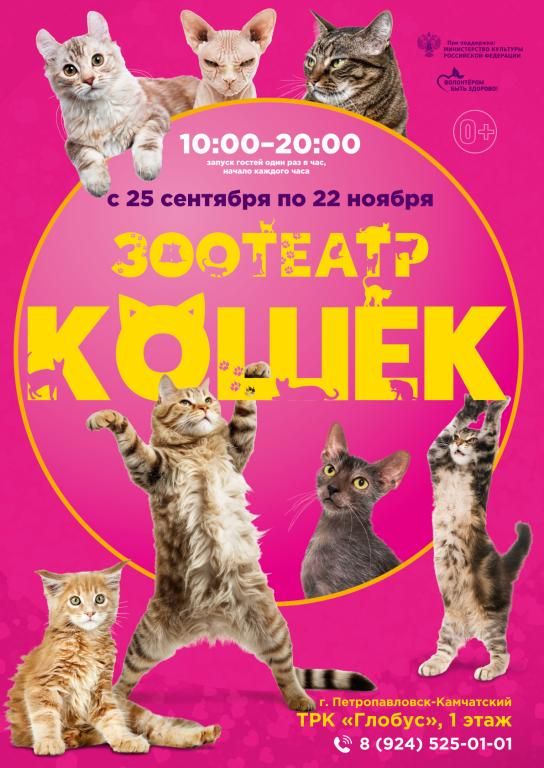 Зоотеатр кошек