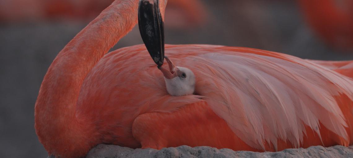 Фламинго: жизнь после метеорита