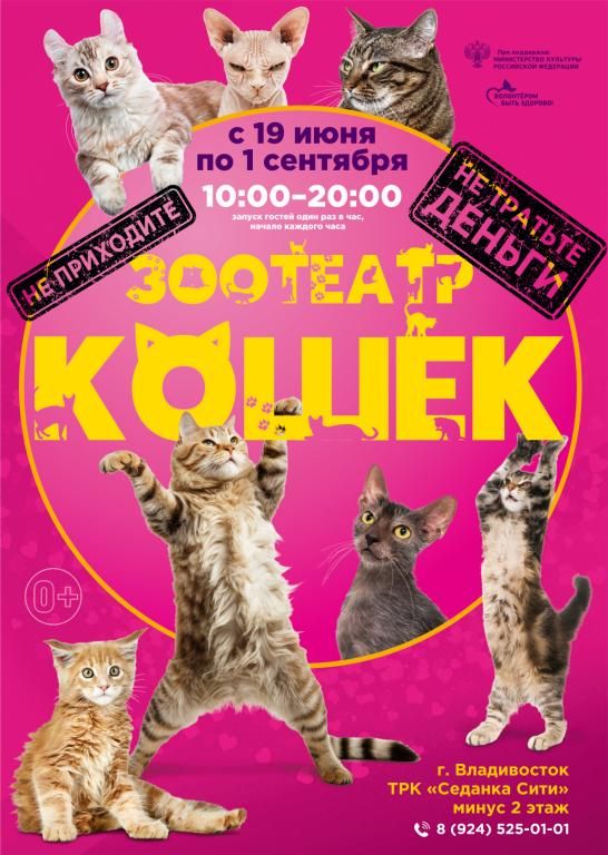 Зоотеатр кошек в г.Владивосток
